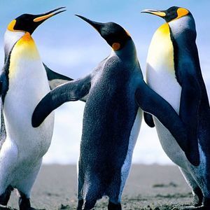 Meet your Posher, Antonio